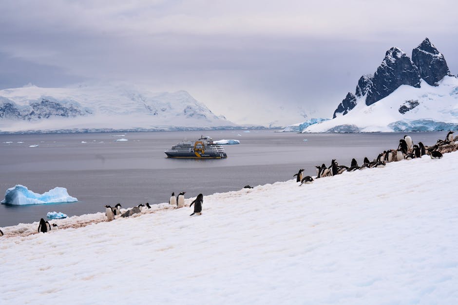 Crucero por la Antartica 2026, salida 28 Noviembre 3 Penguins gather on snowy Antarctic coast with a cruise ship on icy waters.